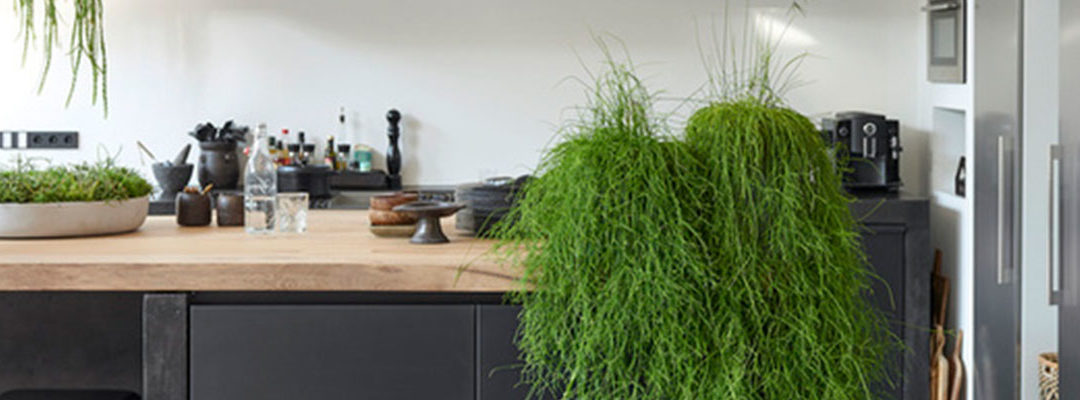 Rhipsalis: Woonplant van de maand november