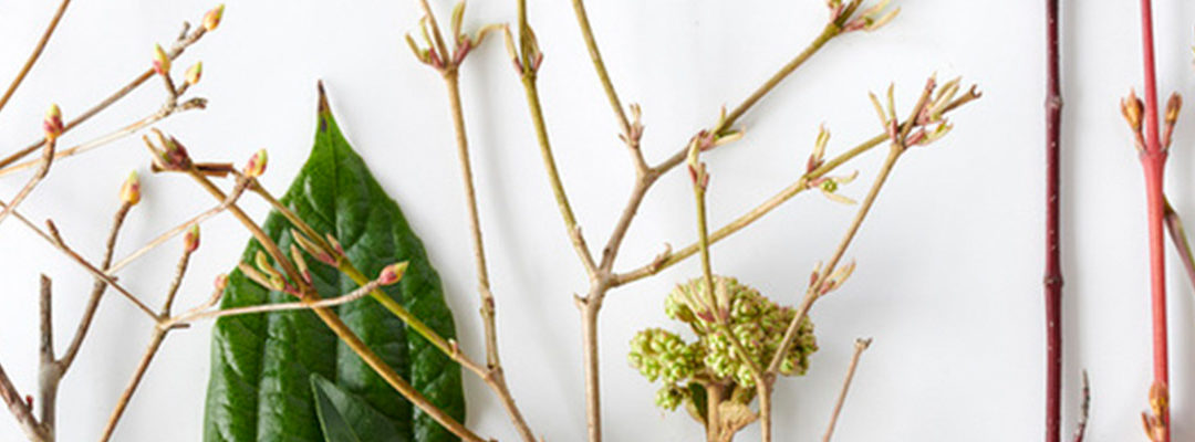 Sleeping Beauties: Tuinplanten van de maand januari