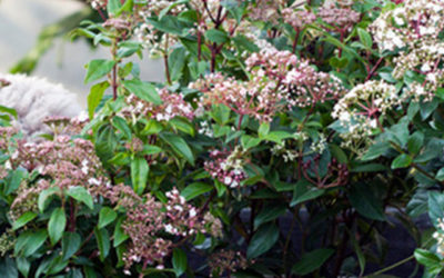 Tuinplant van de Maand februari: Sneeuwbal (Viburnum)