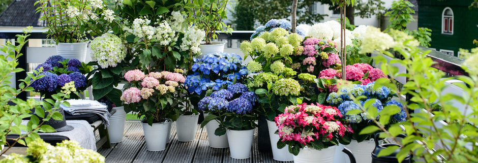 Tuinplant van de Maand juli: hortensia
