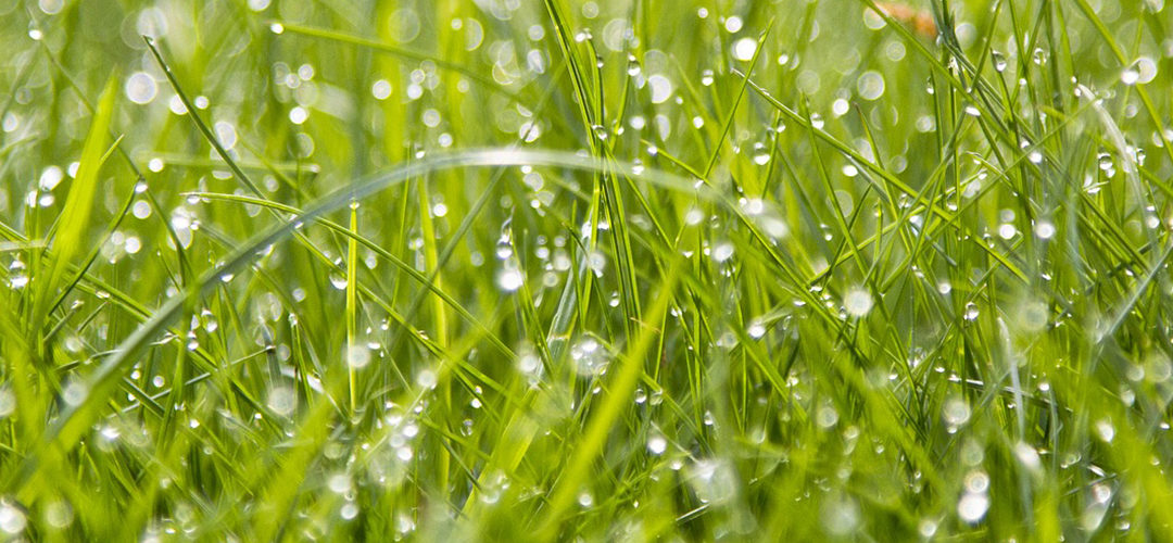 Tuinonderhoud augustus