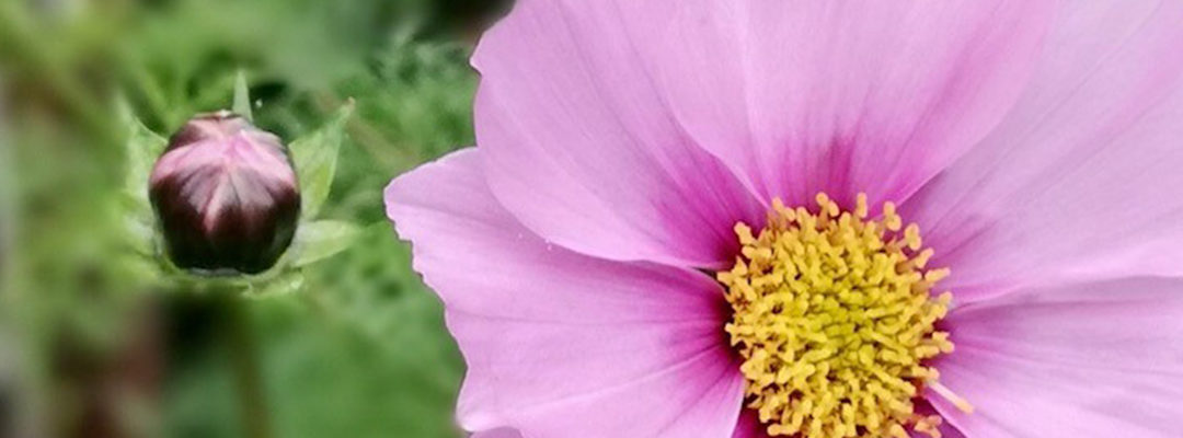 Tuintips oktober