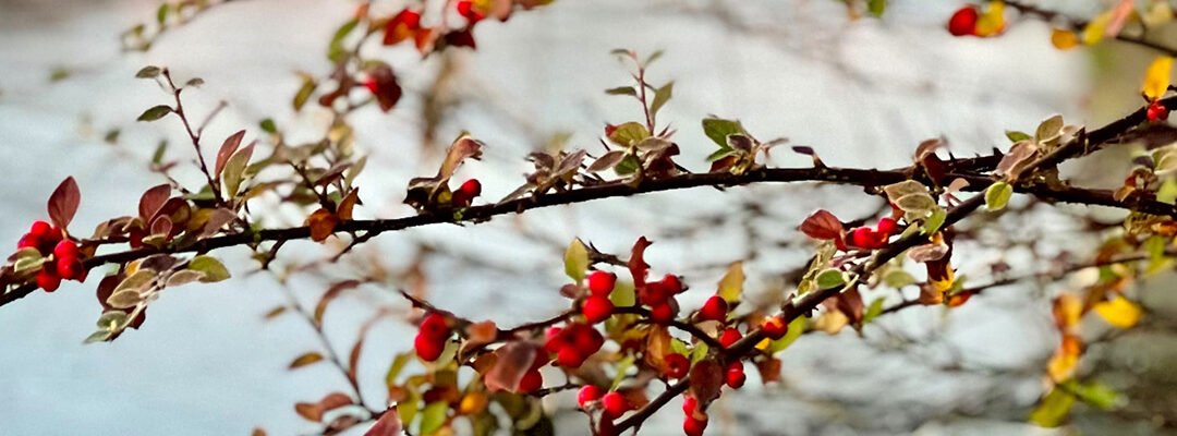 Winter januari