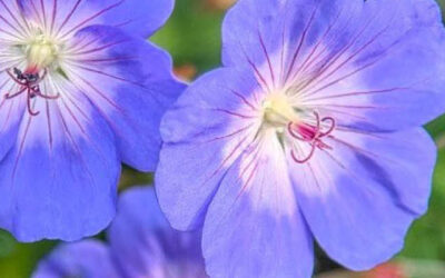 Dieren in de septembertuin