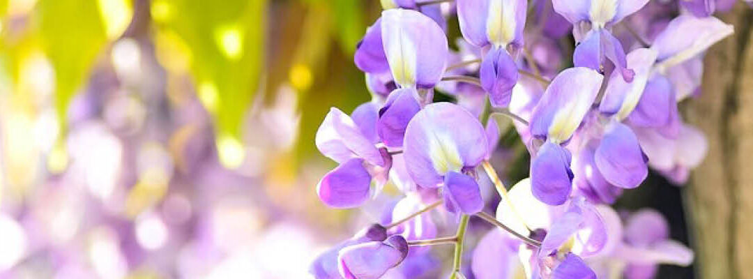 Wintersnoei en tuinverlichting