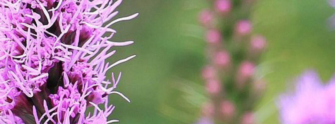 Bijzondere planten