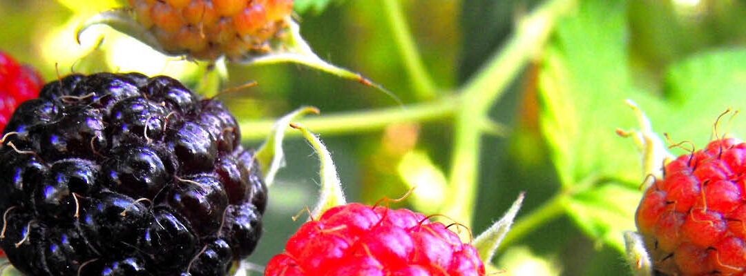 Fruit oogsten en kruiden